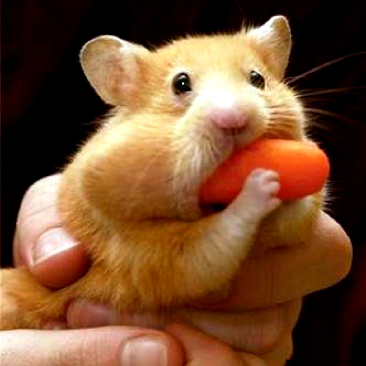 Cute Animal Gifs CuteAnimaIGifs  Twitter Cute Animal Gifs CuteAnimaIGifs  Twitter