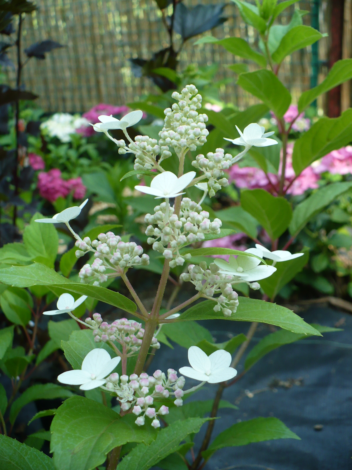 Hydrangea Macrophylla Hortensja Ogrodowa Mrs Kumiko Syn Aska