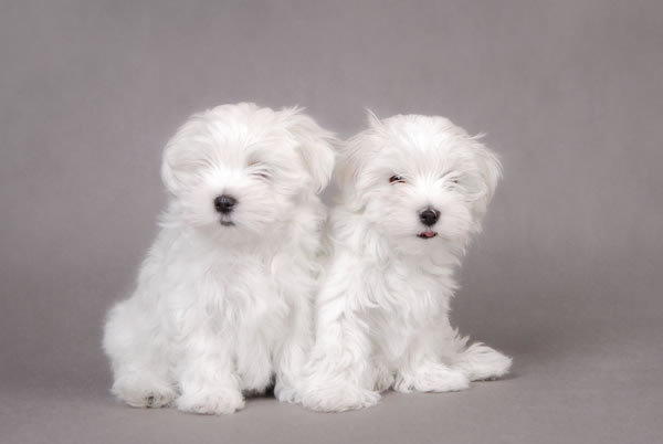 Puppies White
