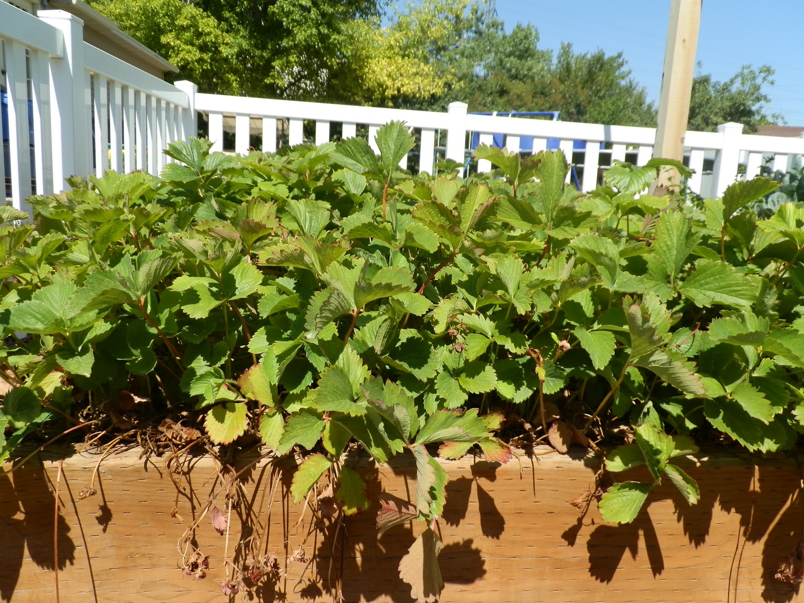 Caring For Strawberry Patch