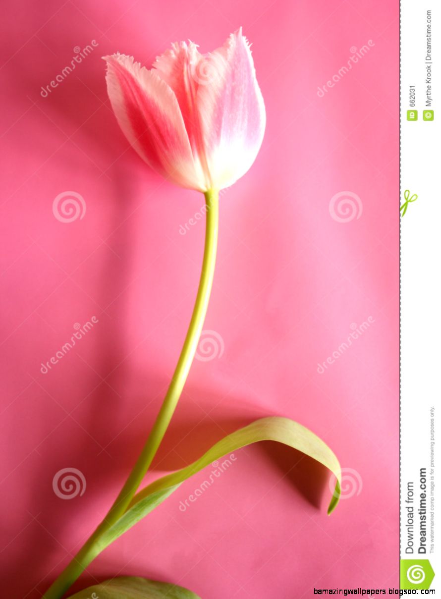 Single Pink Tulip Stock Image   Image 662031 Single Pink Tulip Stock Image   Image 662031