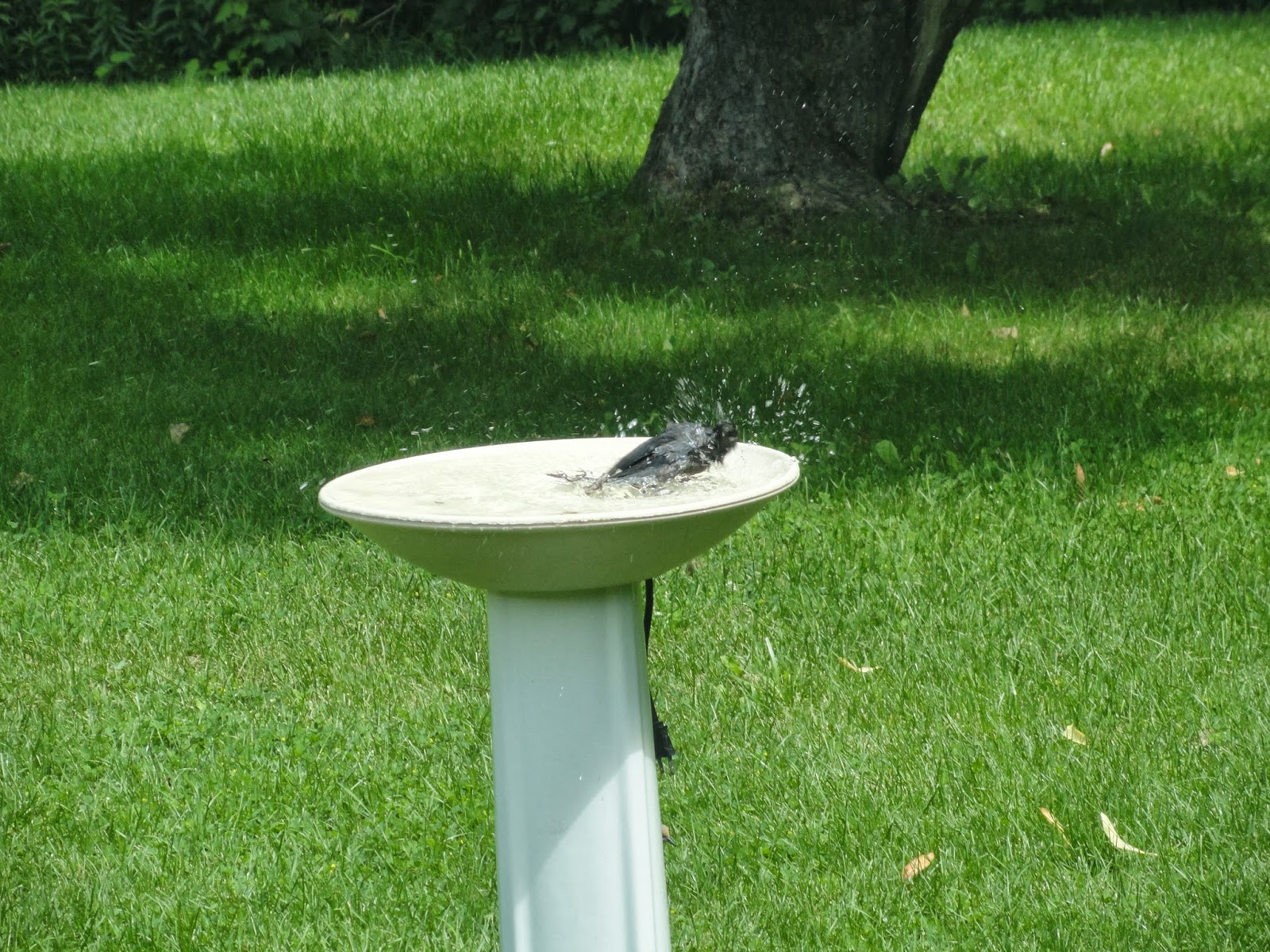 Birds in Your Backyard Attracting Birds