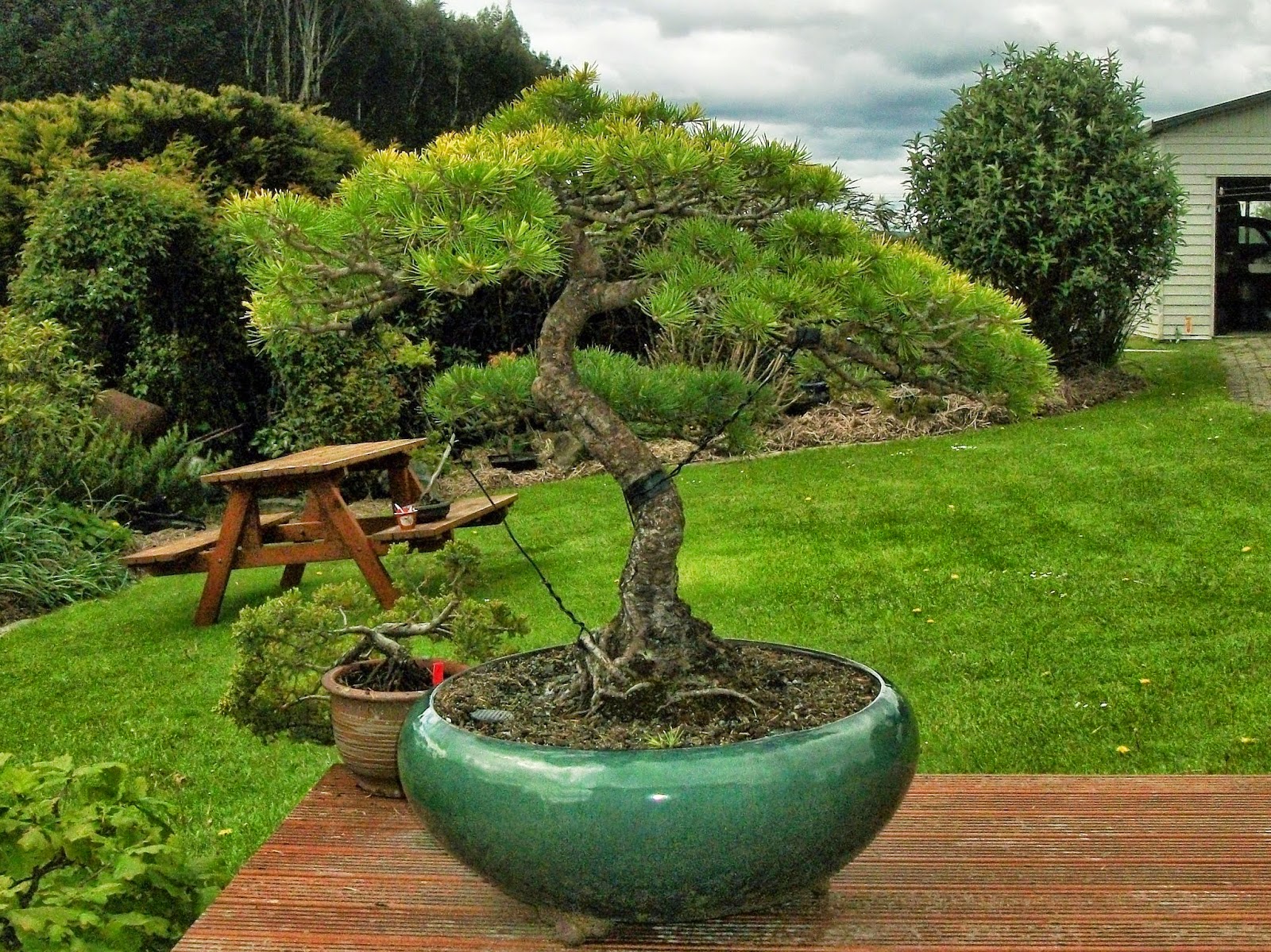 Fionna's Bonsai Pots, Kiwi Made, In New Zealand My Golden Cedar Bonsai