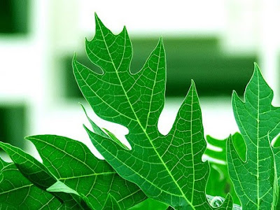Inilah Kesaktian Daun Pepaya