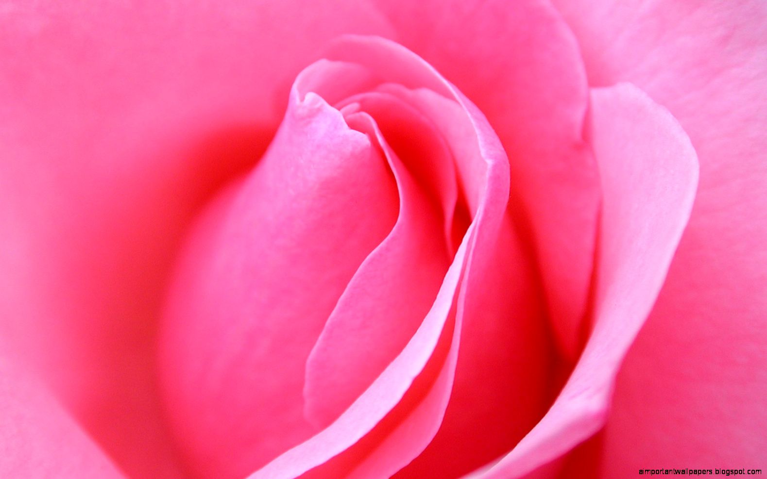 Download Pink Rose macro Wallpaper Flowers Nature Wallpaper Download Pink Rose macro Wallpaper Flowers Nature Wallpaper