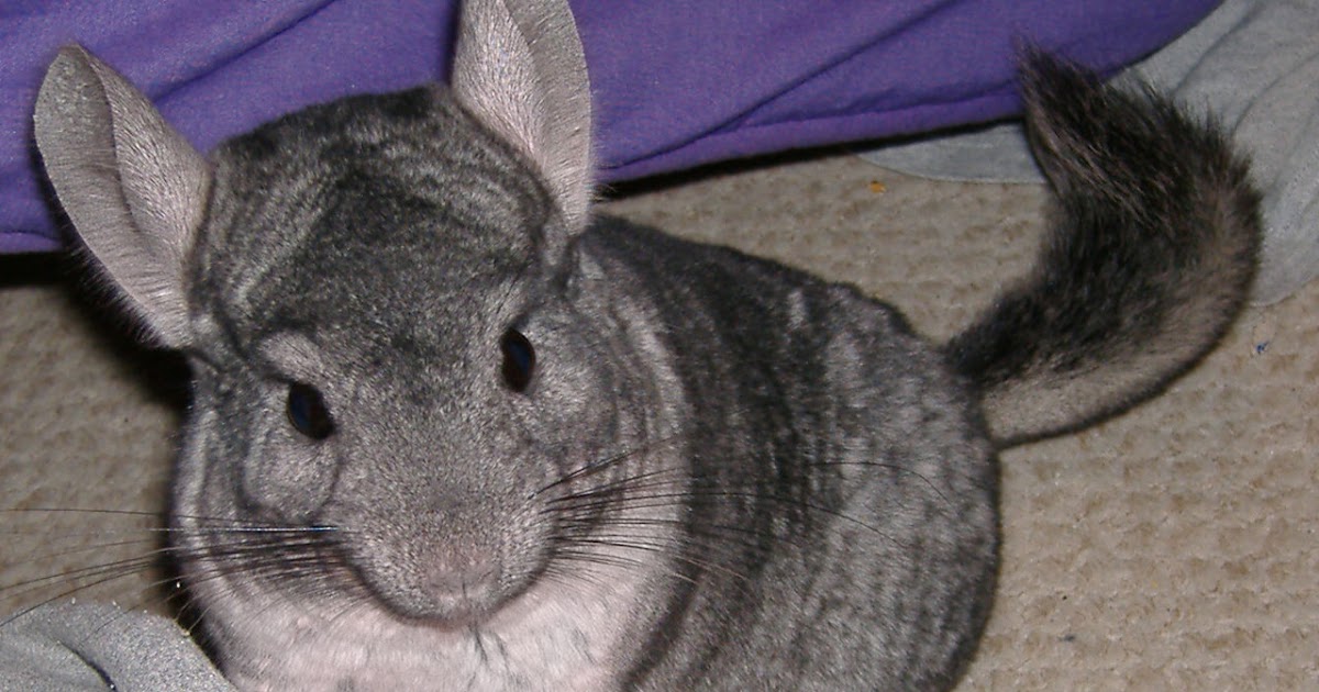 Chinchilla The Biggest Animals Kingdom