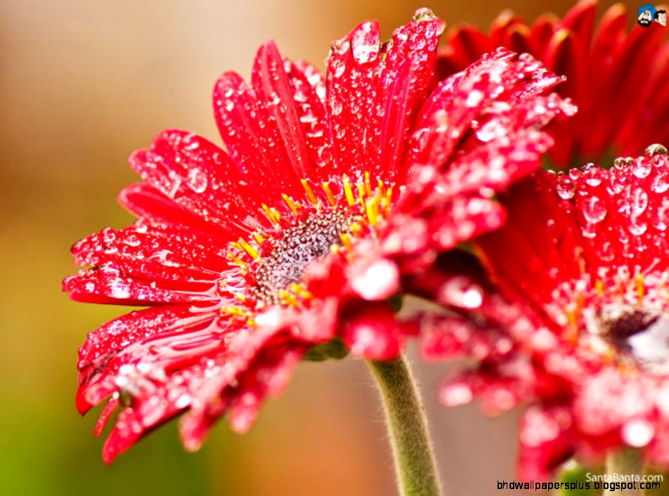 flowers 165a flowers 165a