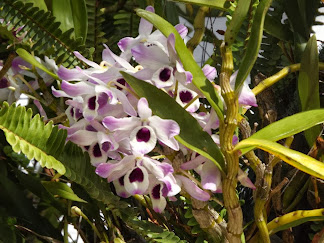 ORQUÍDEAS ORGÂNICAS MURAL