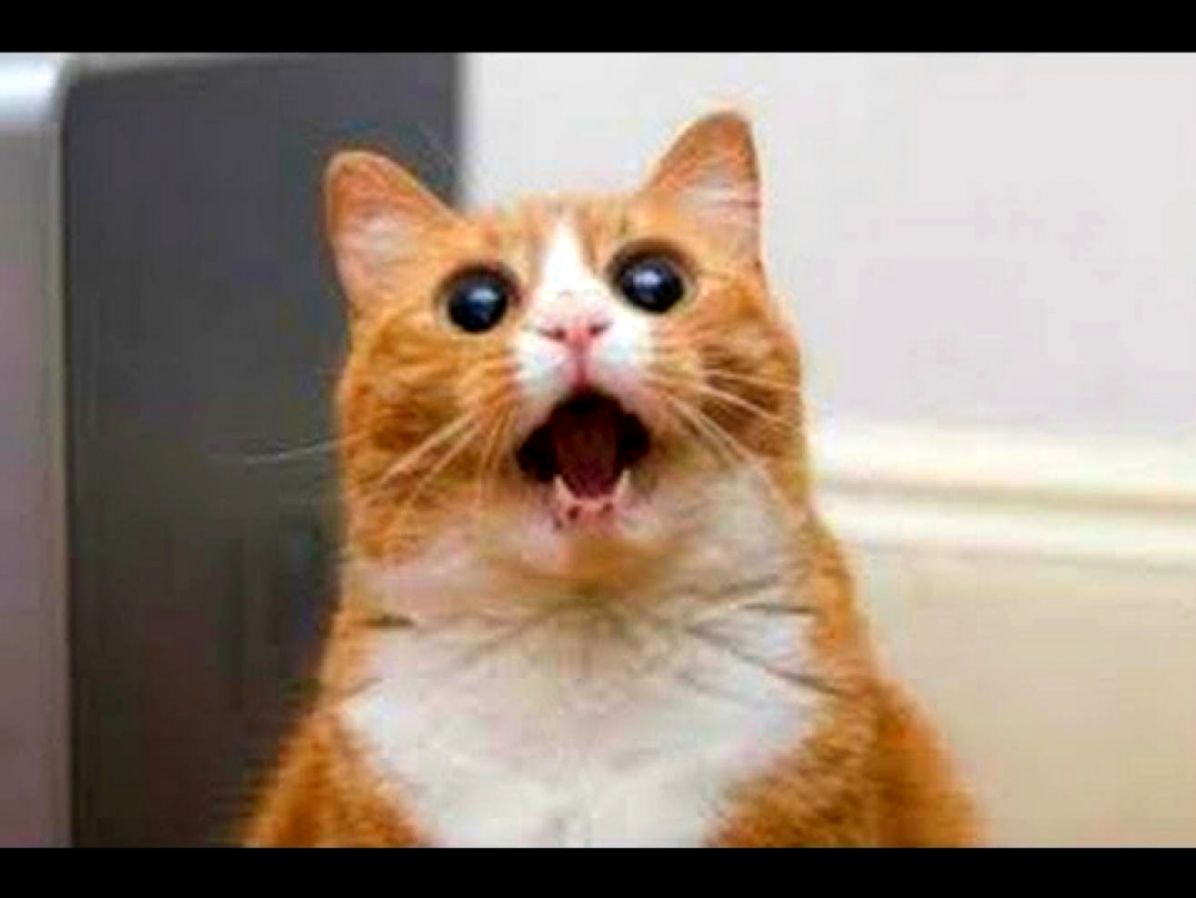 FUNNY CAT VIDEOS PART 4 YouTube FUNNY CAT VIDEOS PART 4 YouTube