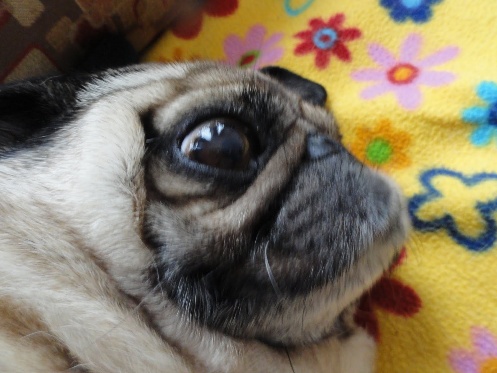 TEPPEI BOY ALL JAPAN PUG MEETING TODAY