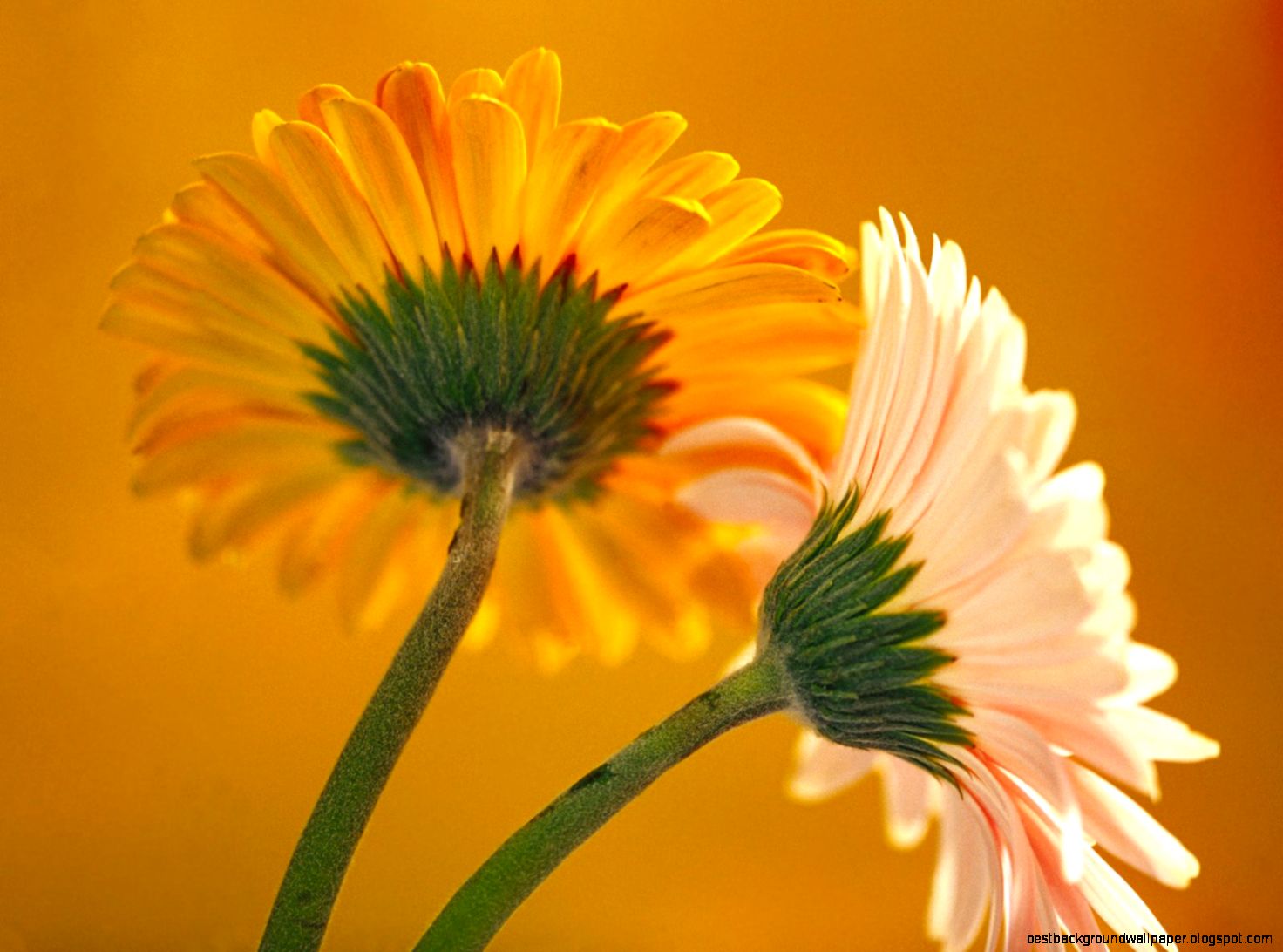 Daisy Flower Wallpaper for Desktop HD Daisy Flower Wallpaper for Desktop HD