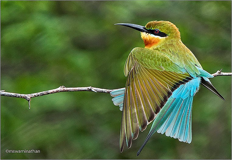 Emerging Photographers, Best Photo of the Day in Emphoka by Swaminathan M, https://flic.kr/p/qLibq5 Emerging Photographers, Best Photo of the Day in Emphoka by Swaminathan M, https://flic.kr/p/qLibq5