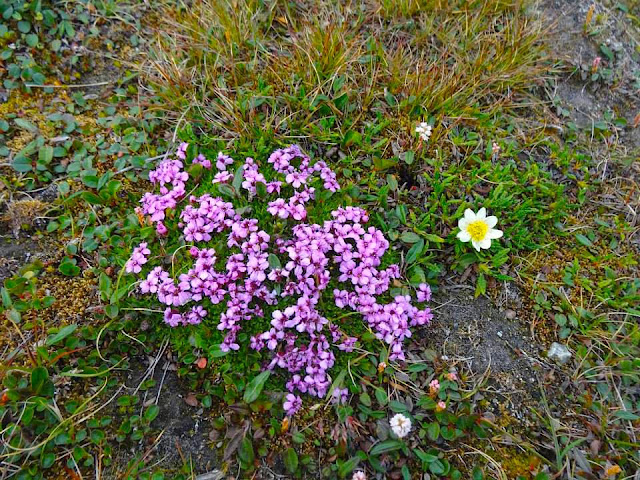 Flowers of Svalbard Longyearbyen Arctic flora and fauna. Moss campion Silene acaulis
