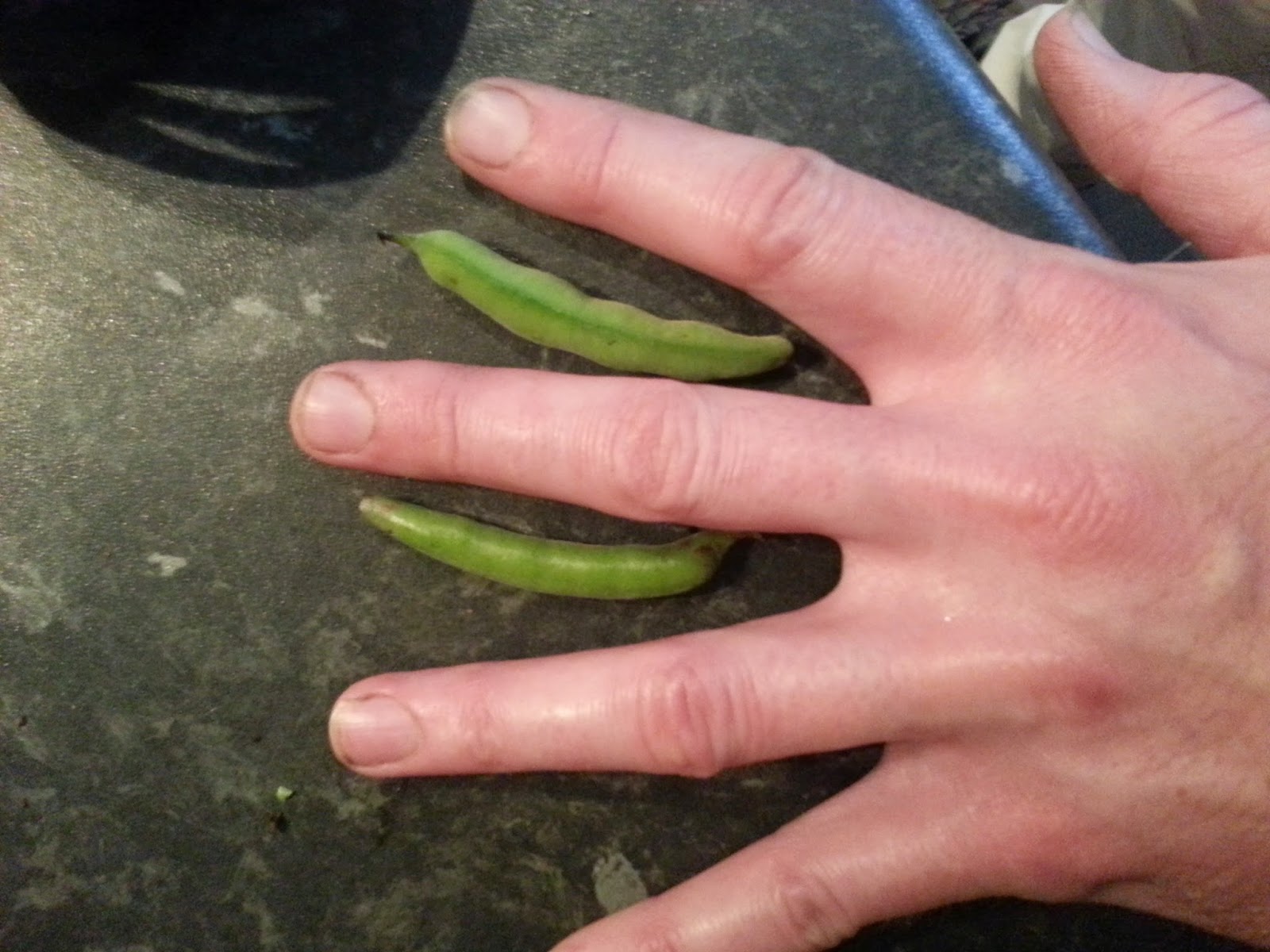 Neil Cooks Grigson 398 Broad Beans in their Pods