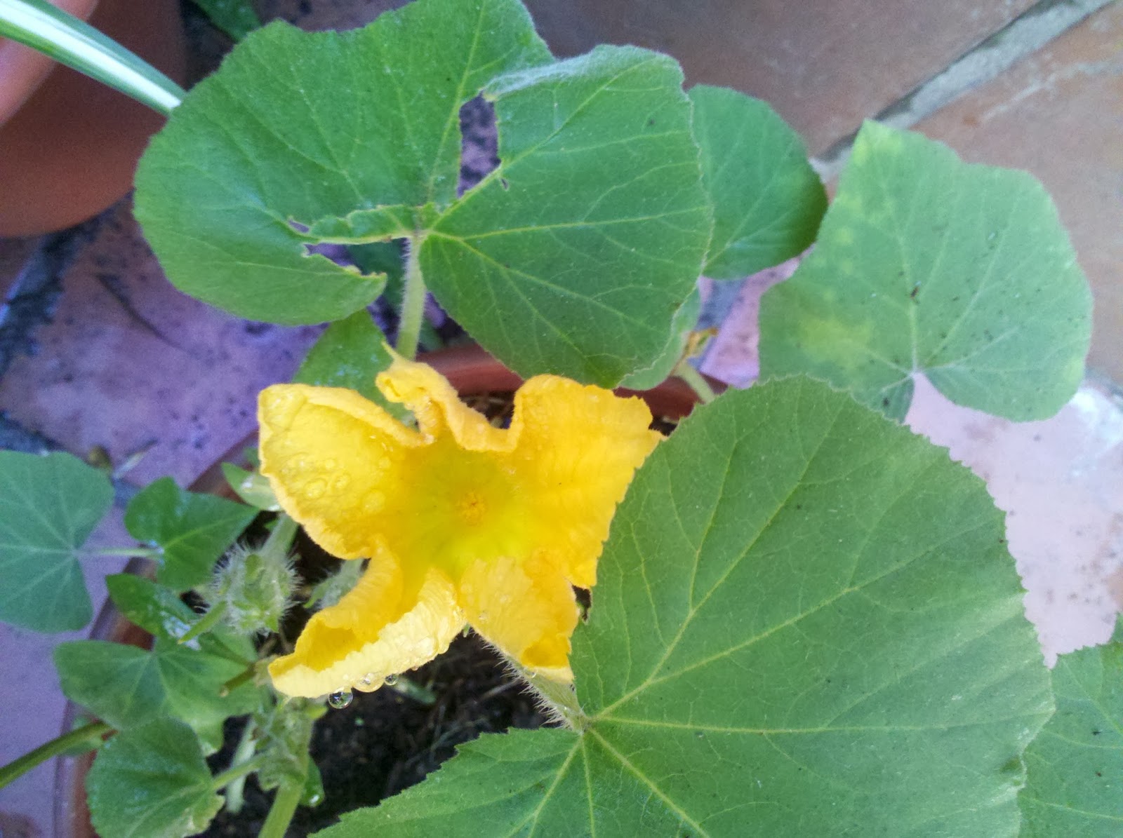 Pies en la tierra Flores de zapallo anco, a la cocina!
