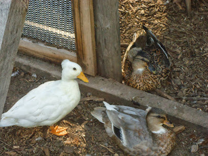 Snowflake, Charlie, and Duck