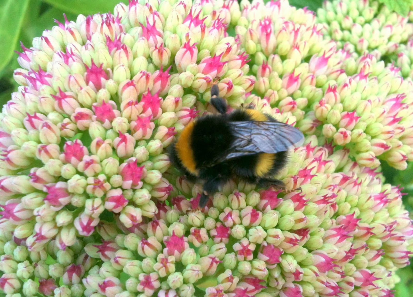 The Humble Bumble Kilcoan Gardens