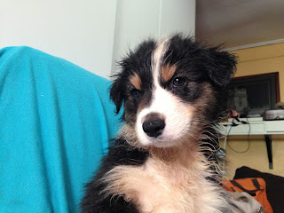 australian shepherd puppy