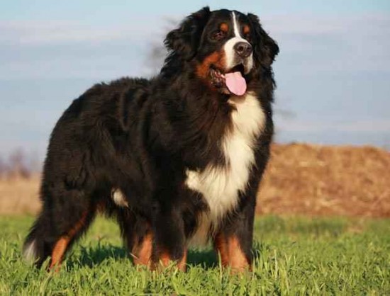 Berneński pies pasterski kompendium Pieskie Storys: Berneński pies pasterski