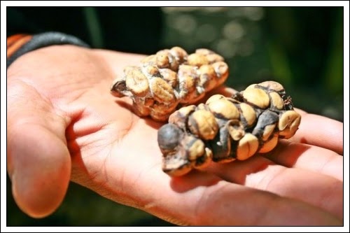 Kopi Luwak Berasal Dari Kotoran Luwak Musang Tuban Android
