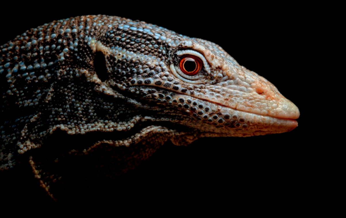 Five Of The World39s Most Bizarre And Recently Discovered Species Five Of The World39s Most Bizarre And Recently Discovered Species