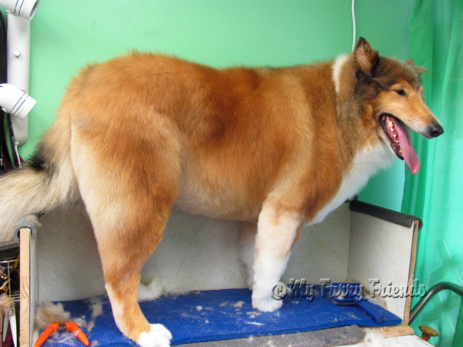 Will My Dogs Fur Grow Back After Shaving