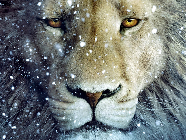 Lion+and+the+snow+wallpaper.jpg
