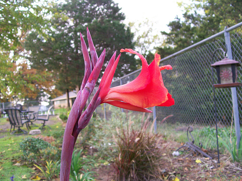 When Do Cannas Bloom Uk - Canna Variegated