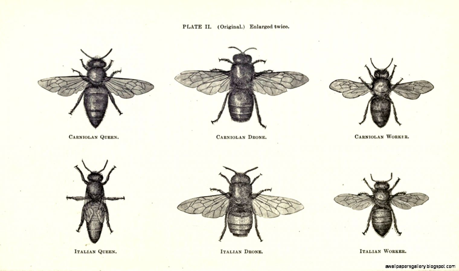 things i like on Pinterest Fractal Tattoo City Skylines and Bee things i like on Pinterest Fractal Tattoo City Skylines and Bee