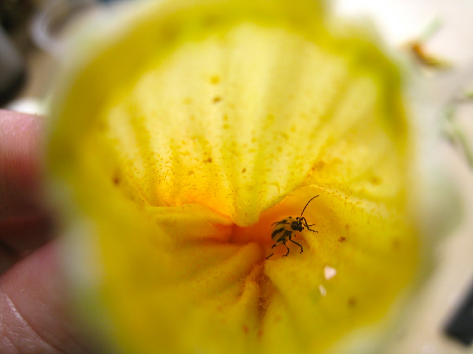 Grill A Chef Squash Blossom Sauce
