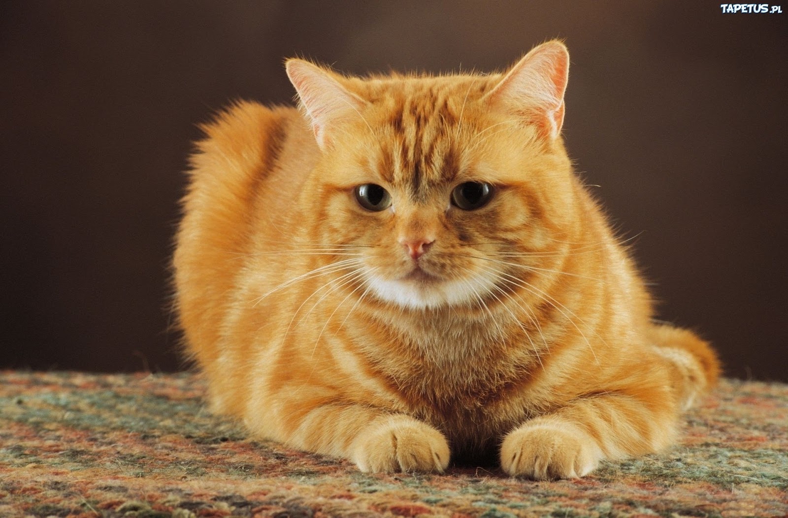 Garfield Kot Domowy Gdzie żyją Zwierzęta Z Filmów Animowanych