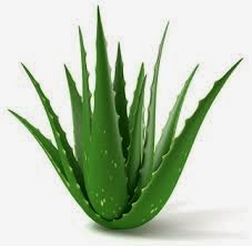 [Image: lidah+buaya+atasi+ketombe.jpg]