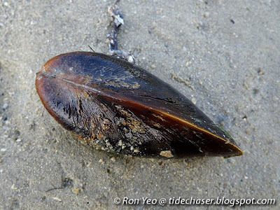 Philippine Brown Mussel (Modiolus philippinarum)