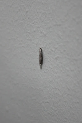 wall inside insect stuck cocoon inconspicuously completely hidden safe its house
