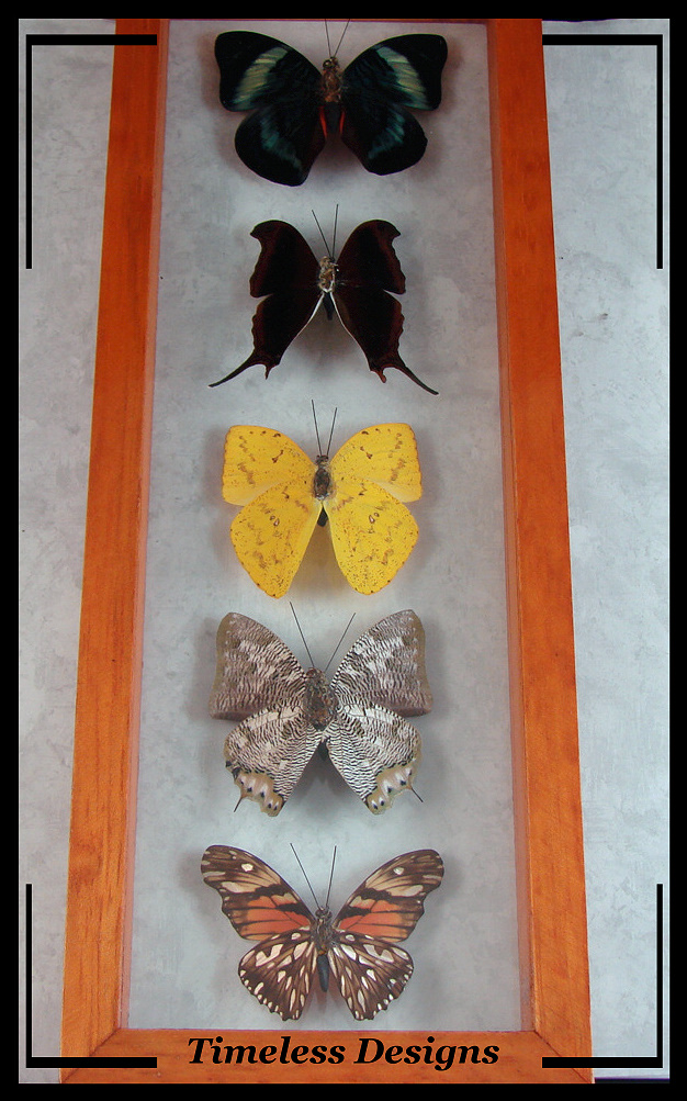 Peru Butterfly