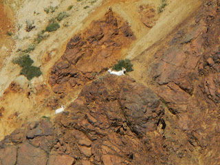 Mountain goats in Denali National Park