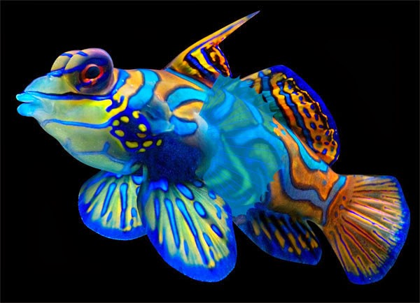 rare exotic freshwater fish for sale rare exotic freshwater fish for sale
