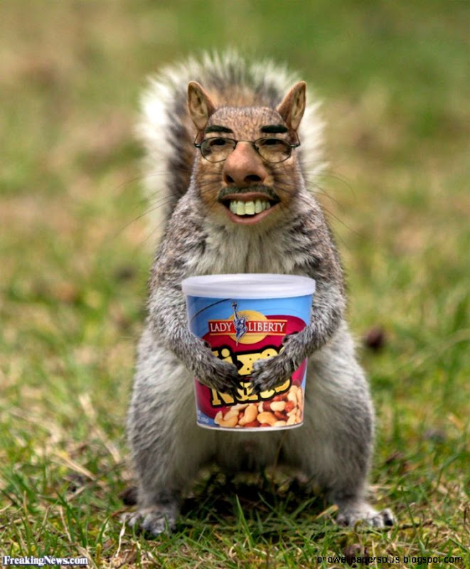 Funny Squirrel Pictures Freaking News Funny Squirrel Pictures Freaking News