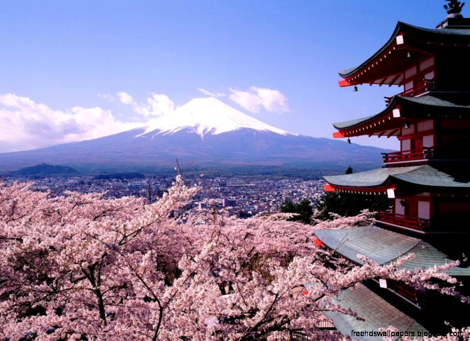 Cherry Blossoms and Fuji Japanese Cherry Tree Sakura Cherry Blossoms and Fuji Japanese Cherry Tree Sakura