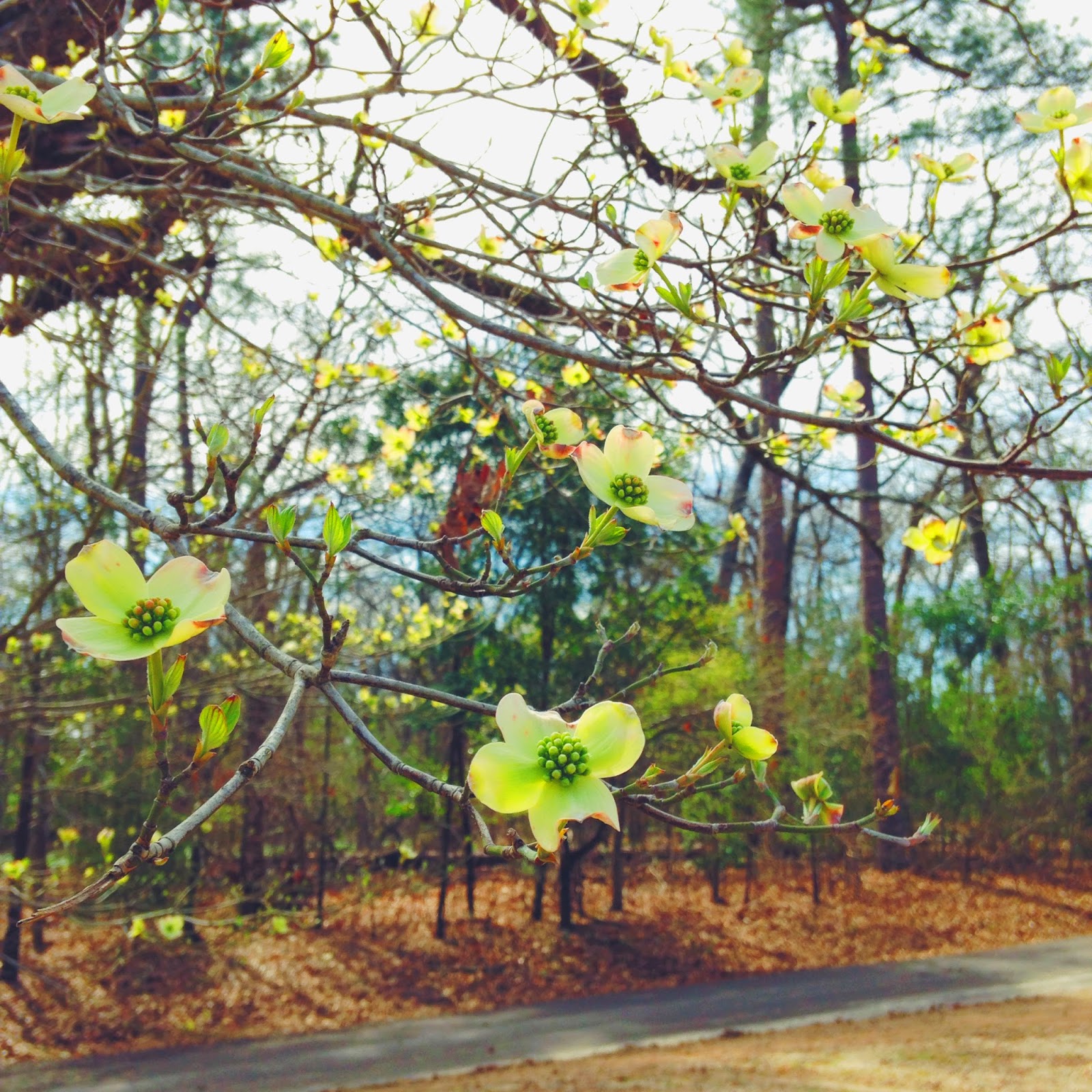 Texas Dogwood Trails Celebration Blogger Feed