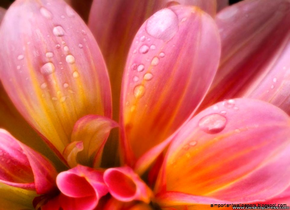 Desktop Wallpapers » Flowers Backgrounds » Pink Big Wet Flower Desktop Wallpapers » Flowers Backgrounds » Pink Big Wet Flower
