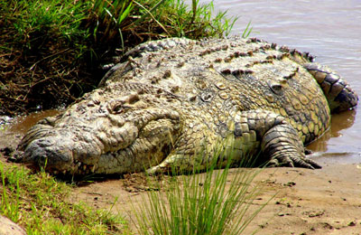 cocodrilos caimanes cocodrilo salada wild kruger habitantes abierto previa impedir matanza busca crocodile crocodylus mortales especie peligrosos aguas saladas porosus