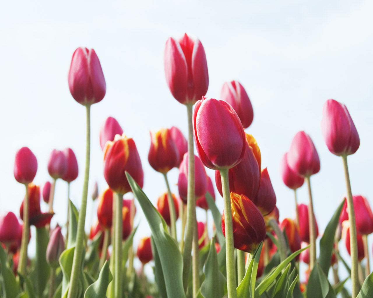 canada floral delivery blog gardening with tulips canada floral delivery blog gardening with tulips