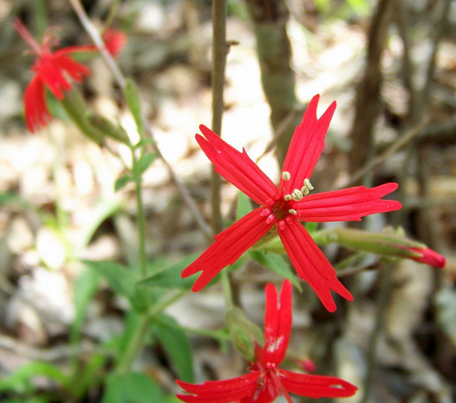 Wildflowers N Wildlife in Middle, Tennessee May 2011