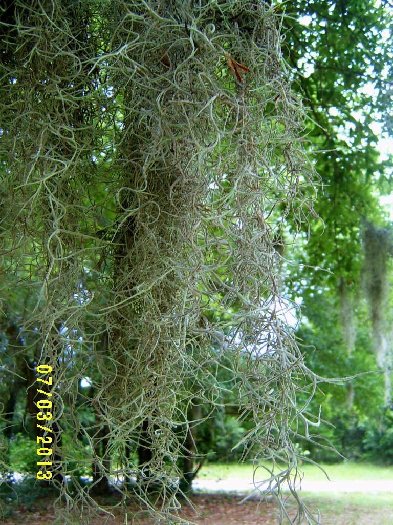 Alabama Rose and Flower Garden from a NonGreen Thumb Spanish Moss