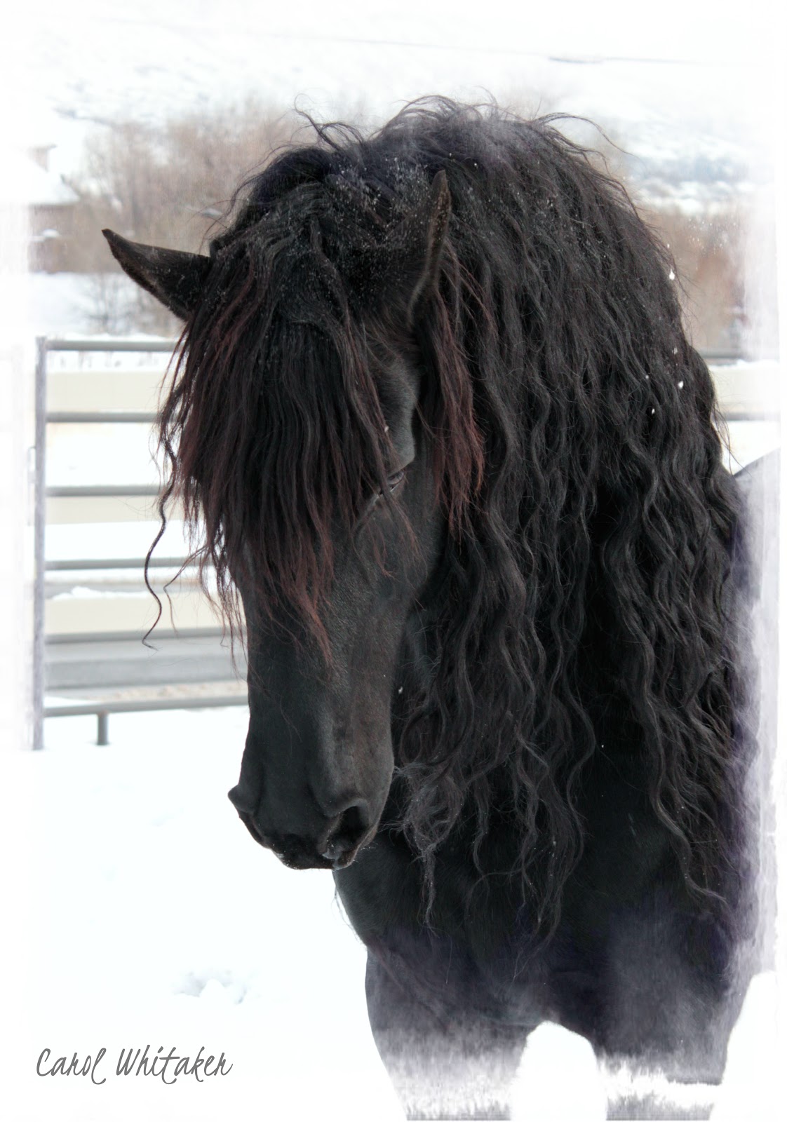 Royal Grove Stables Blog: FRIESIAN STALLION PLAYING IN THE SNOW