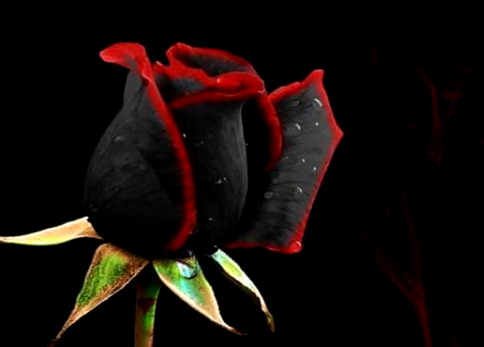 Black Roses Hd Wallpaper Free Download All Hd Wallpapers Gallery