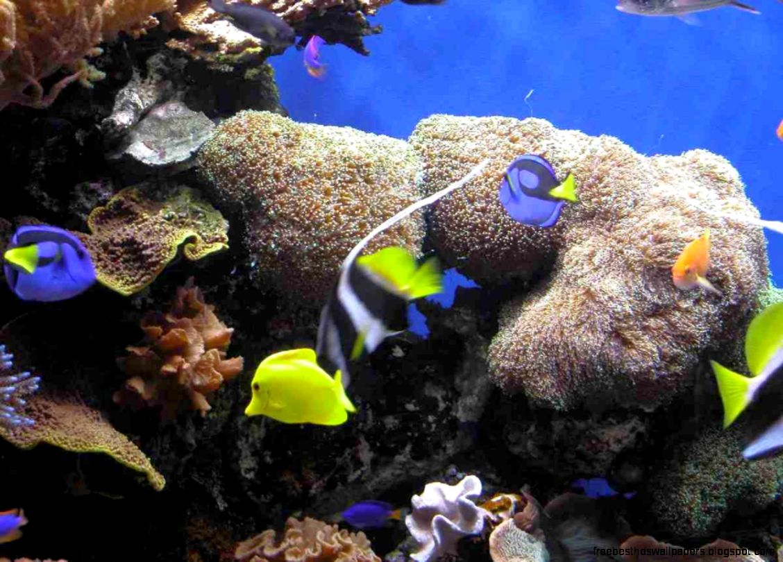Beautiful Marine Life Beautiful Marine Life