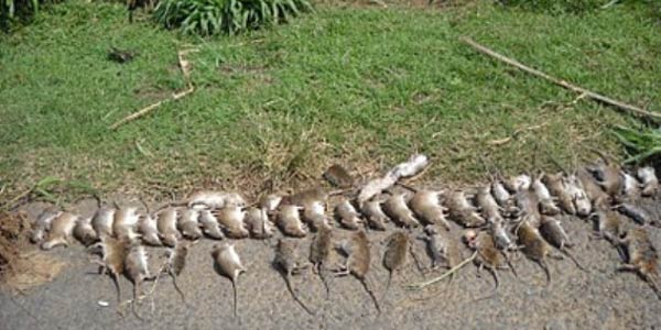 Tikus Tikus