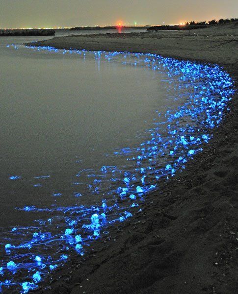 Calamar - .::El calamar luciérnaga::. Watasenia+scintillans+Calamar+bioluminiscente